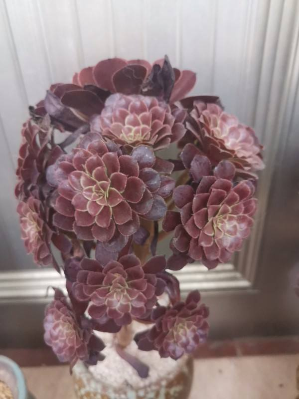 綠羊絨有股“臭襪子”味,養在家裡很“頭疼”,想趕緊丟掉 綠羊絨有股“臭襪子”味,養在家裡很“頭疼”,想趕緊丟掉