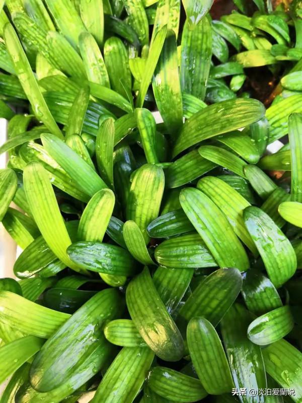 “藥花”～君子蘭