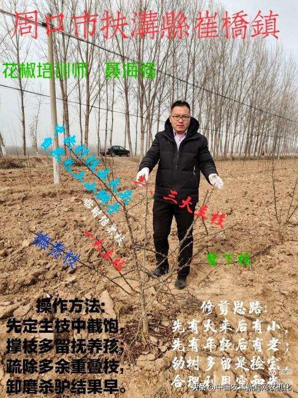 冬季修剪花椒樹，要想高產先修路