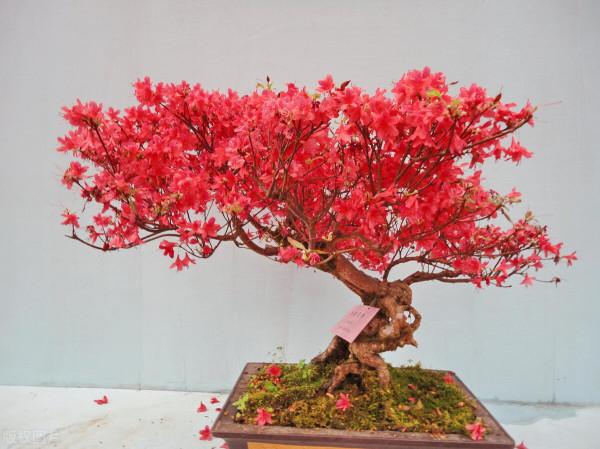 盆景也是一種傳統藝術