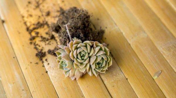 多肉植物愛當“單身狗”？用3個方法，快速讓它“拖家帶口”