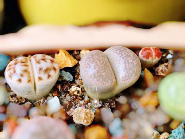 假如有機會帶個古代名人去旅行,你願意找誰? 假如有機會帶個古代名人去旅行,你願意找誰?