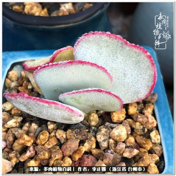 我的多肉，我的小世界