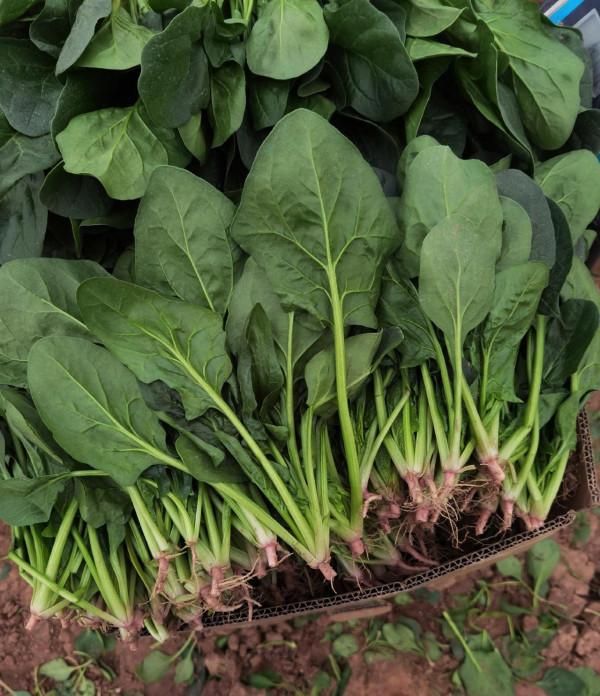 十月,這些蔬菜都可以種啦!口感好,產量高~農戶趕緊安排播種 十月,這些蔬菜都可以種啦!口感好,產量高~農戶趕緊安排播種