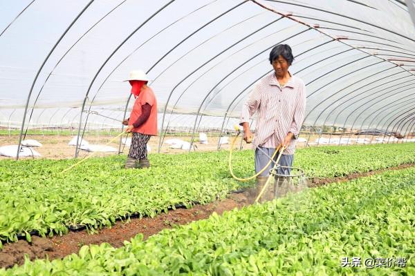 今日菜價（山東壽光）9.20-9.21