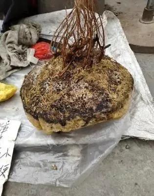 假蜂蜜有多離譜?蜂農多年經驗,讓大家見識一下蜂蜜是如何造假的 假蜂蜜有多離譜?蜂農多年經驗,讓大家見識一下蜂蜜是如何造假的