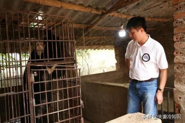 熊在殘酷的膽汁農場被關押了20年在戲劇性的救援後獲得了新的生命