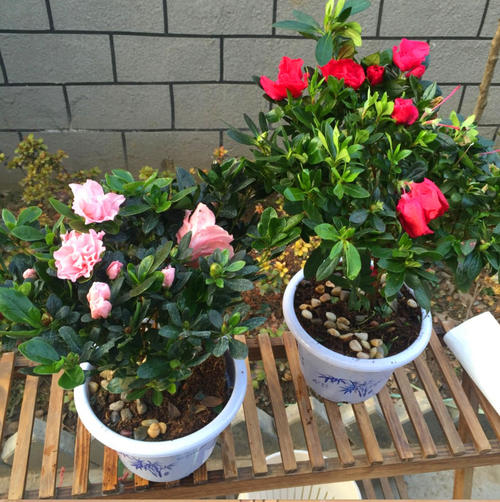 公認“難養”的3種花，沒有五六年的養花經驗，建議別入手