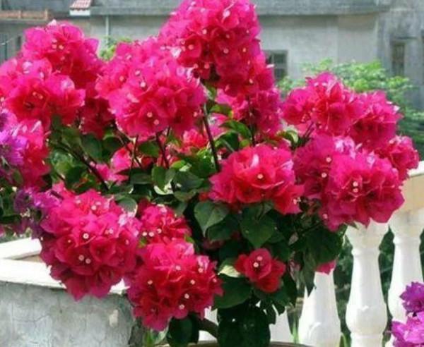 家裡養上這4種花,高貴優雅,看了就讓人沉醉 家裡養上這4種花,高貴優雅,看了就讓人沉醉