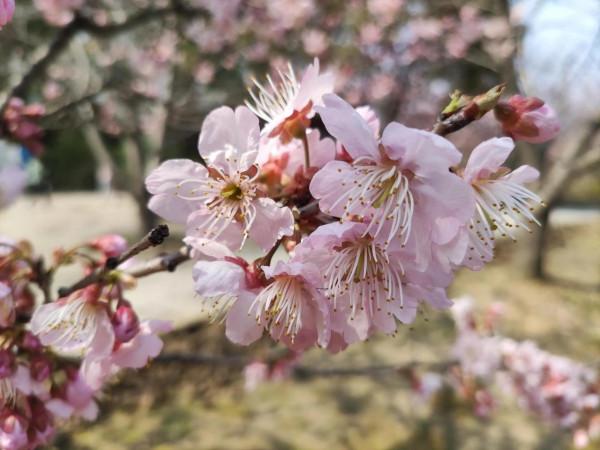 黿頭渚櫻花先睹為快