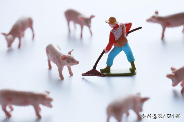 要不要回農村養豬、養牛創業?養豬養牛並不是唯一的選擇 要不要回農村養豬、養牛創業?養豬養牛並不是唯一的選擇