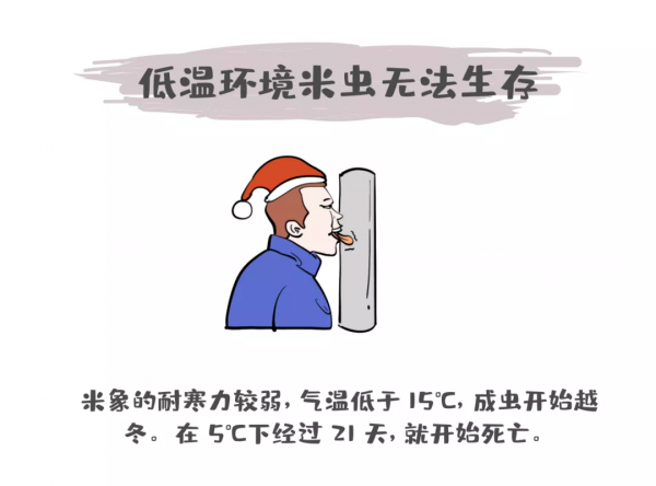 生蟲的米也能繼續吃？你吃的米飯裡可能就有米蟲