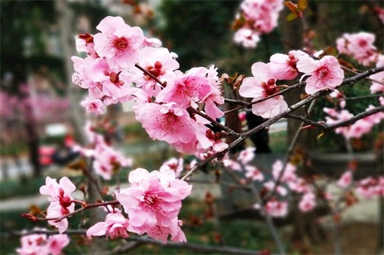 春天到來了，開的花哪些值得去欣賞一番？