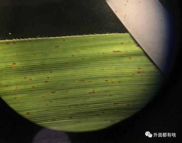 令人驚奇的葉沿——讓孩子學會使用常用工具系列