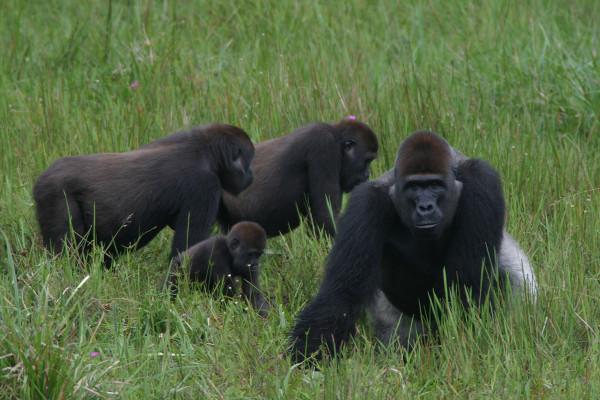 銀背大猩猩：內戰重拳出擊，外戰唯唯諾諾