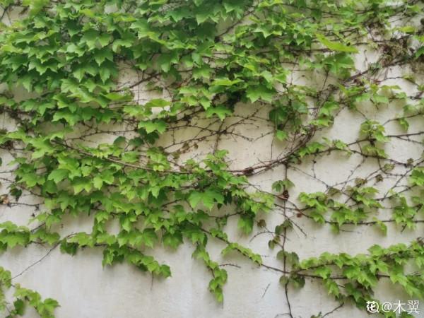 10種“髒髒”花,愛乾淨的人別養,會招蟲子 10種“髒髒”花,愛乾淨的人別養,會招蟲子