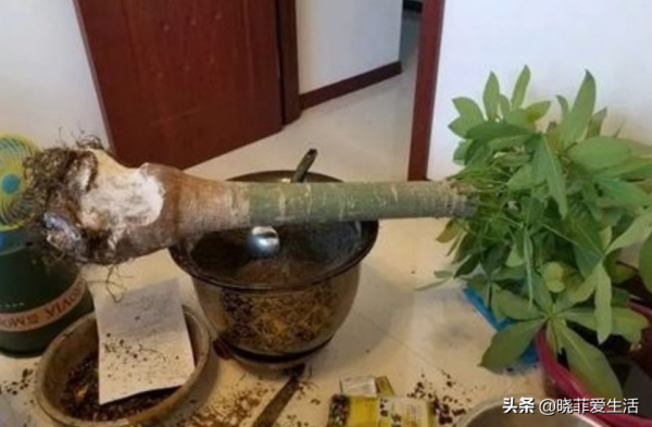 容易被水澆死的“14種花”，手太勤反而養不活