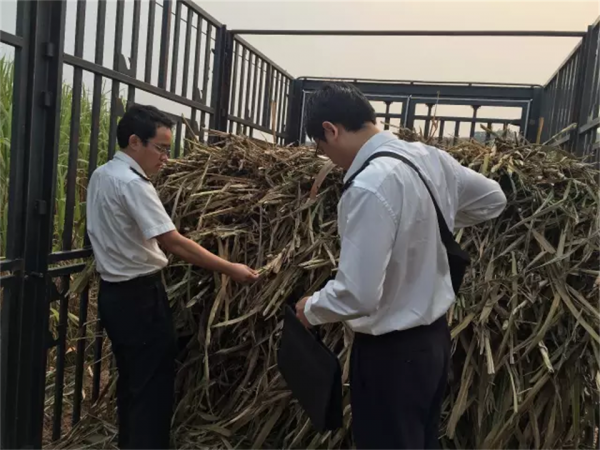 畝產30噸，種一次能收割15年！種植巨菌草真的可以賺錢嗎？