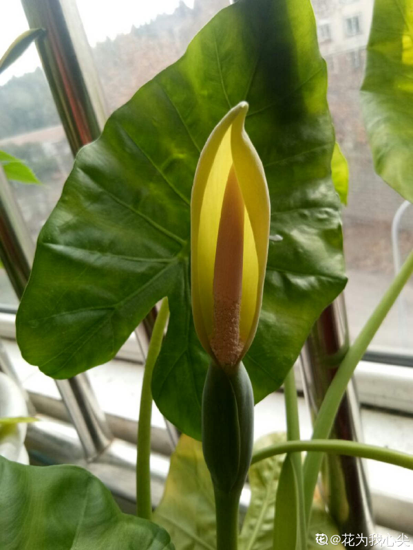 4種有毒花常在身邊，還是得小心點，中毒就麻煩了