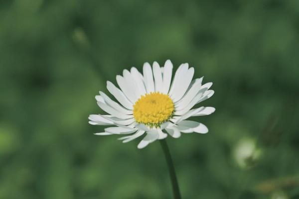 養花時遇到掉葉,長斑,長勢不佳等現象,要查詢原因,及時解決 養花時遇到掉葉,長斑,長勢不佳等現象,要查詢原因,及時解決