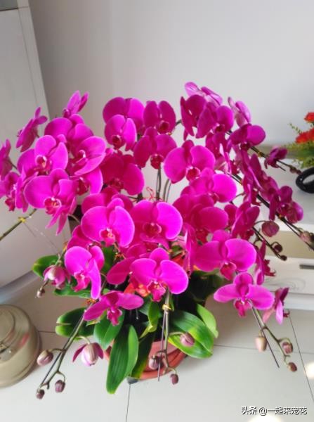 春節過後去花市逛逛，3種花撿漏正當時，價格便宜帶回家就開花