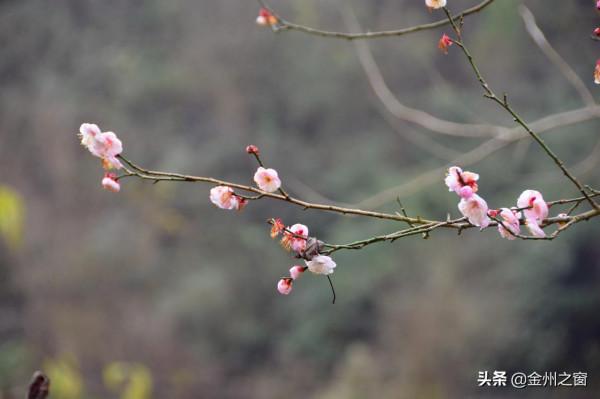 冬天的興義有多美！看看貴州醇景區盛開的梅花就知道了