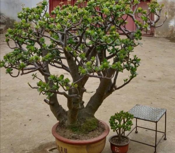 玉樹有“3怕2喜”，做好這幾點，養成漂亮的盆景