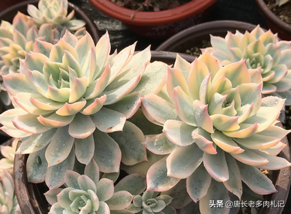 帶錦的多肉法師嫁接苗有3個缺點和2個優點，入手前我們需仔細斟酌