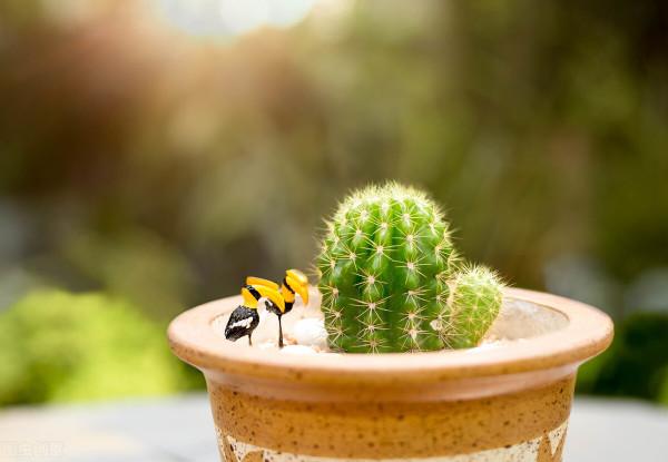 暖氣房養仙人掌，一個不注意，就會生這幾種病蟲