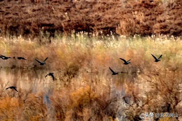 喜迎冬奧慶新春！美麗天鵝現身房山大石河！