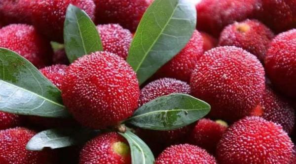 花園裡種什麼樹:這12種果樹,花園種上幾株,家裡水果多到吃不完 花園裡種什麼樹:這12種果樹,花園種上幾株,家裡水果多到吃不完