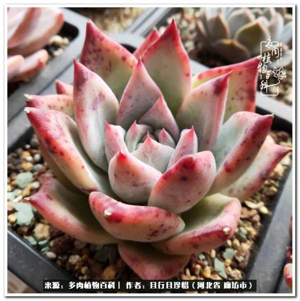 多肉的前世今生——論那些多肉的變化