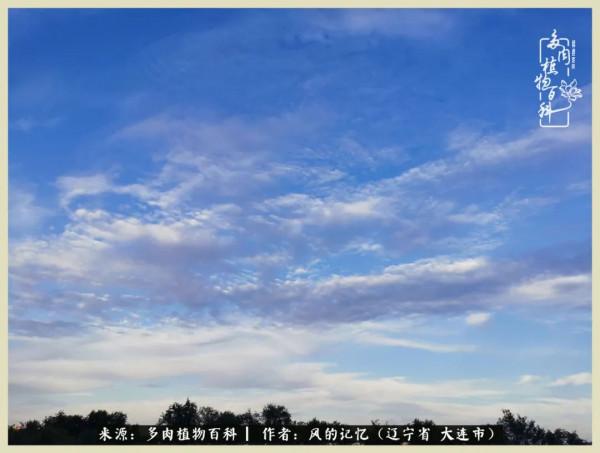 大千世界，與多肉共享