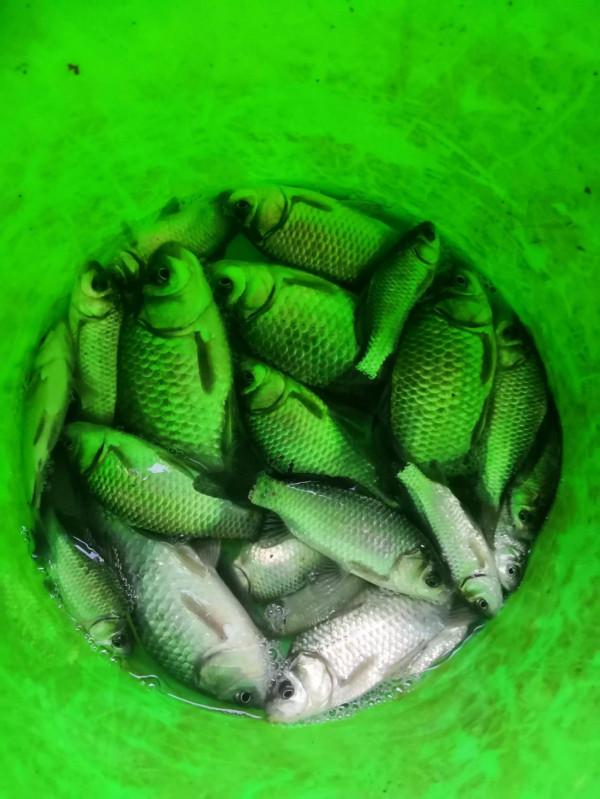 英雄河橋底探釣大板鯽