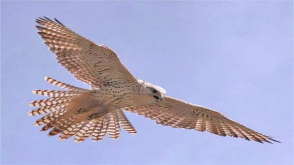 萬鷹之神——海東青 萬鷹之神——海東青