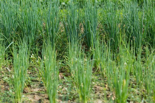 栽蔥三大忌，蔥苗死亡的罪魁禍首，預防為主