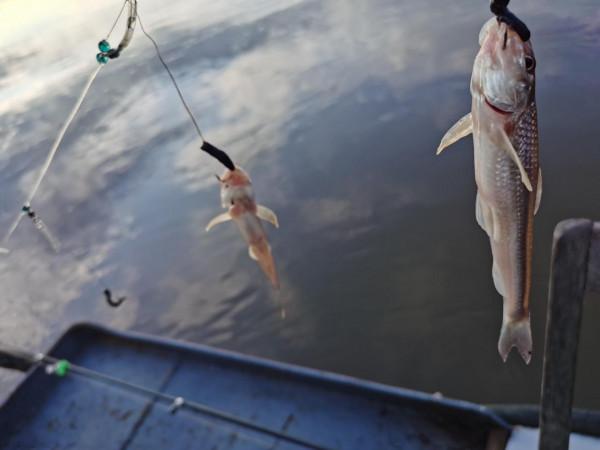 我本來想著搶在洪峰前釣釣魚，沒成想差點沒走出來……