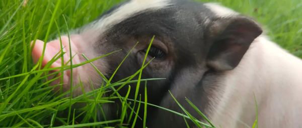 科研進展丨科研人員繪製豬骨骼肌生長髮育環狀RNA圖譜 科研進展丨科研人員繪製豬骨骼肌生長髮育環狀RNA圖譜