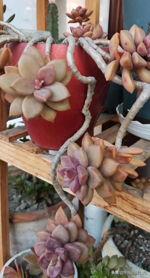 透過我的慘痛經驗，看看這四種多肉的抗寒能力