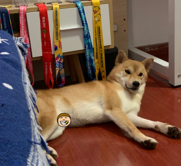 送他去上海之後，我決定再也不養狗了