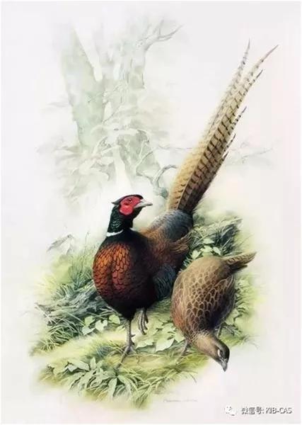 中國動植物畫第一人，曾孝濂極品工筆畫