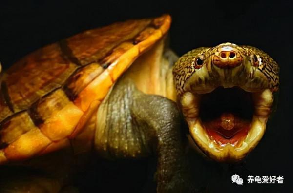 龜養多了難免厚此薄彼,分清主次才是關鍵 龜養多了難免厚此薄彼,分清主次才是關鍵