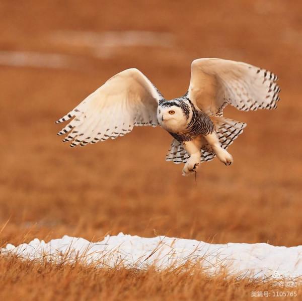 寒極精靈—雪鴞