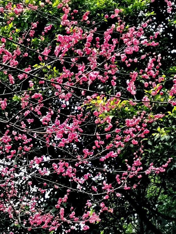 臘梅·白梅·紅梅：三梅齊放