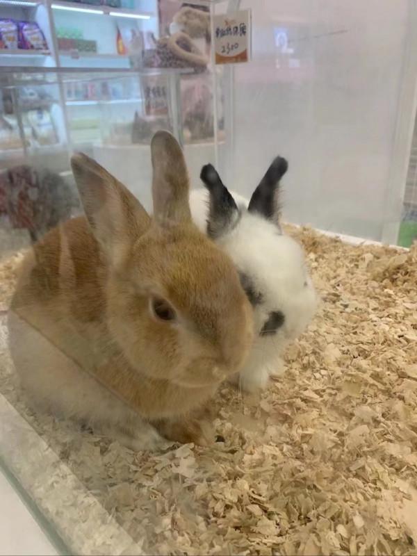 印象城看見小龍貓