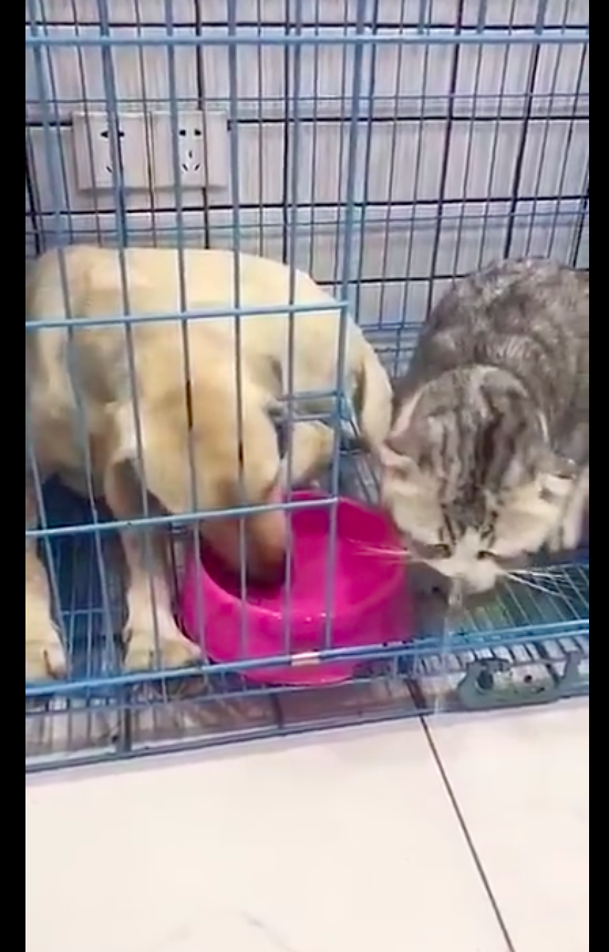 貓咪去喝了狗碗裡的水，沒想到喝了一口就全吐了出來，嫌棄狗味？