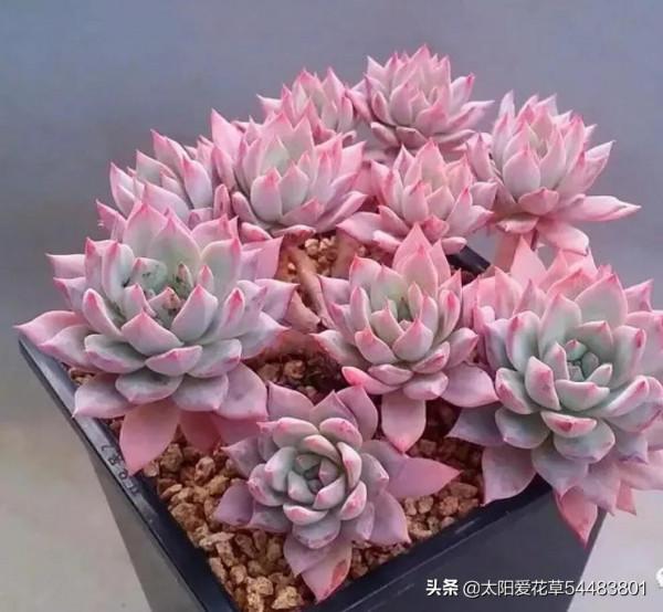 多肉粉藍鳥怎麼養?掌握5點,養出仙氣飄飄的狀態美極了 多肉粉藍鳥怎麼養?掌握5點,養出仙氣飄飄的狀態美極了