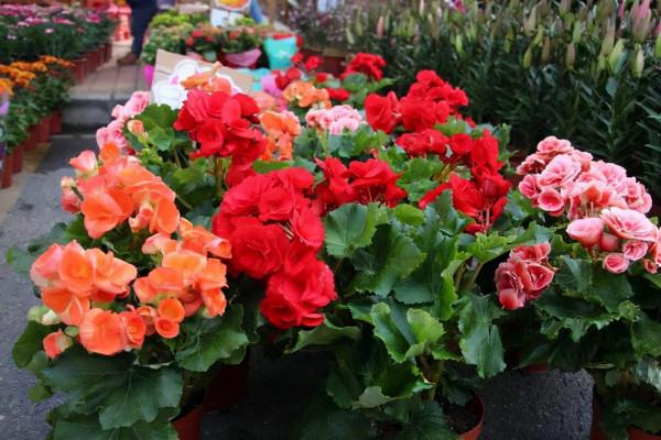 冬天在室內養這4種花，室溫要保持在15℃以上，才能正常開花