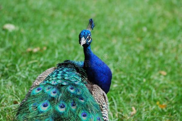 手機桌布‖美麗的孔雀