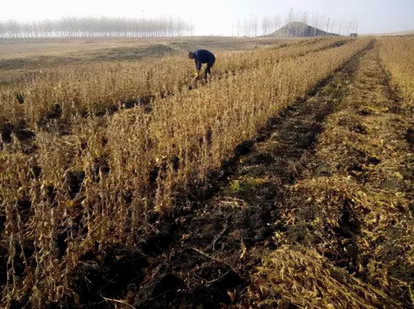 秋天裡的故事:割黃豆 秋天裡的故事:割黃豆